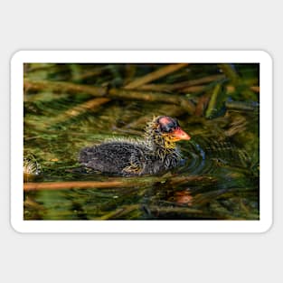 American Coot Swimming Along Sticker